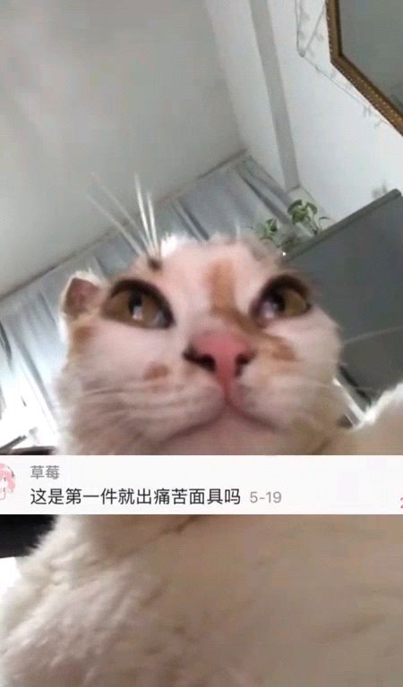 这么丑的猫我居然有三只_全网最丑猫咪，看完我吐了