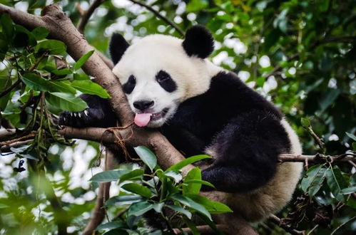 花花心态乐观超越99%大熊猫_熊猫“花花”成为学校的融合课程，这背后的创新教育给我们哪些启示